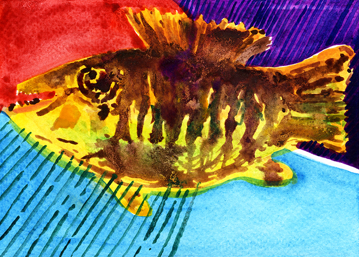 I caught a perch, but... | Sügeret fogtam, de... I caught a perch, but... | Sügeret fogtam, de...