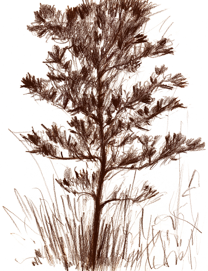 Four-Year-Old Plane Tree | Negy eves platanfa Four-Year-Old Plane Tree | Negy eves platanfa